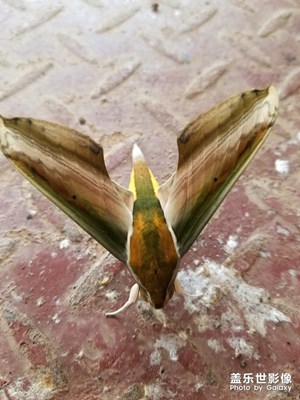 飛蛾