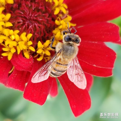 飛來蜂～