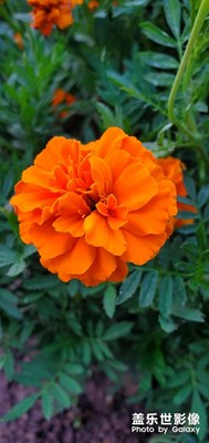 公園隨手拍