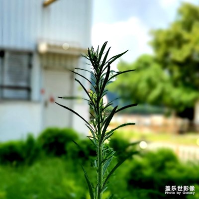 初試手機(jī)拍攝，獻(xiàn)丑啦！