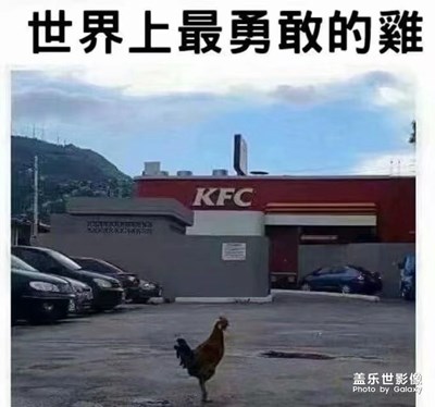 世界上最勇敢的雞