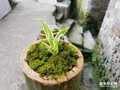 吊蘭