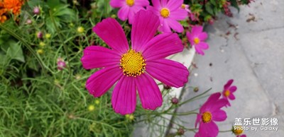 初秋的花花草草