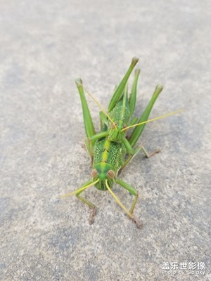 蝗蟲