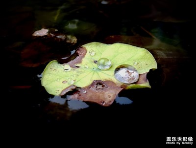 【淺秋時光】秋雨