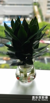 綠色植物