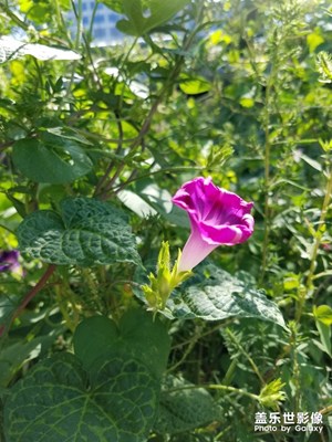 【淺秋時光】+ 牽牛花