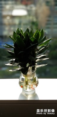 陽光下的綠色植物