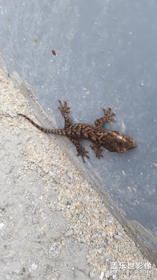 猜猜是什么小動物
