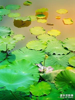 花開一時(shí)·落花一季