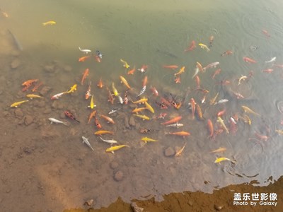 早晨等喂食的錦鯉魚群