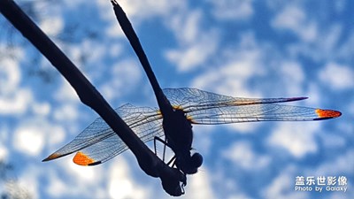 【光影的魅力】+蜻蜓霞光秀