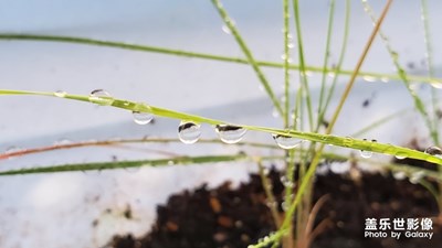 期待小草長大的那一天