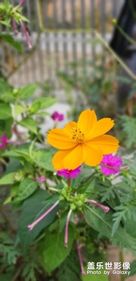 黃菊花