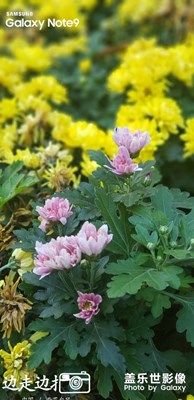 各種菊花