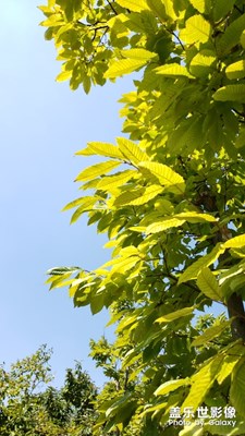 【愛在深秋】賞秋