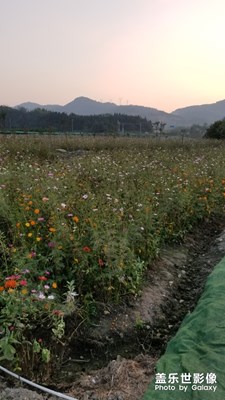 【瑰麗時分】+夕陽下玩耍的小朋友