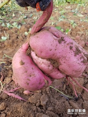 剛出土的紅薯