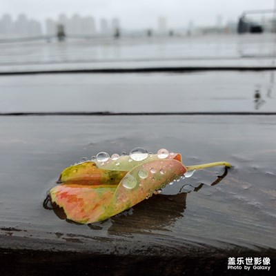 煙雨蒙蒙看花草
