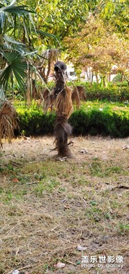 兩只爬樹(shù)玩??????????