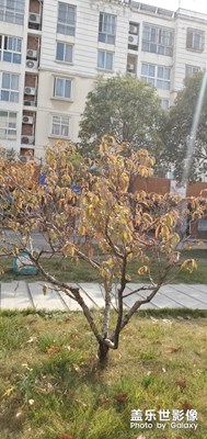 秋天??美影??????????????