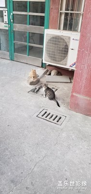 貓是抓老鼠了。??????????