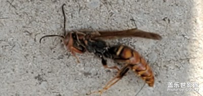 螞蜂死了????造型