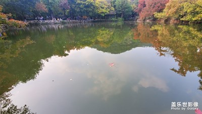 賞楓