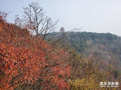 【晚秋光影】+在那個楓葉飄零的晚秋，收獲滿滿。