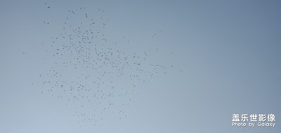 小燕子往南飛了?????????????????????