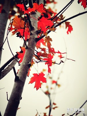 [晚秋光影]+愛在深秋