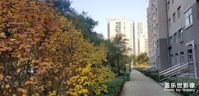 【晚秋光影】+

小區(qū)里的秋景