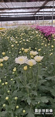 【深秋光影】+花團(tuán)錦簇