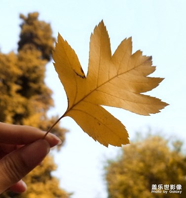 【晚秋光影】煤山的秋