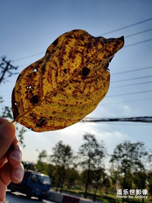 【晚秋光影】+午后黃昏所見(jiàn)