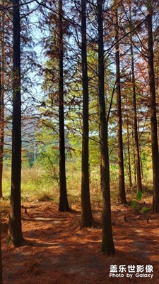 水杉林秋意濃