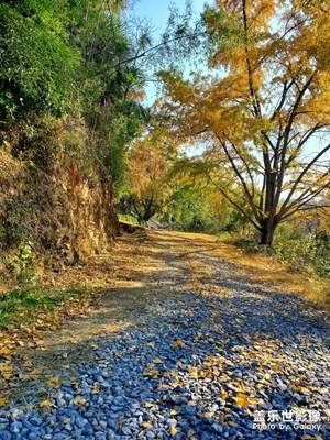 隨州銀杏谷