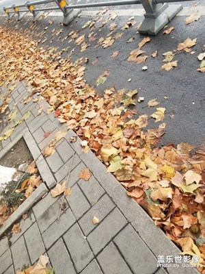 卻道天涼好個(gè)秋