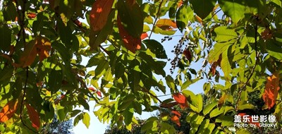 秋高氣爽-2