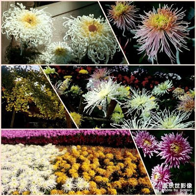 菊