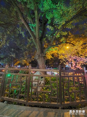 道路中間的古樹