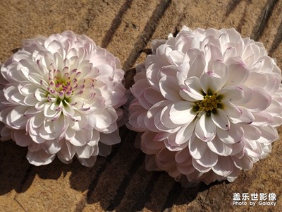 冬天還有??一朵鮮花