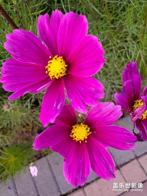 昨天去園博園照的