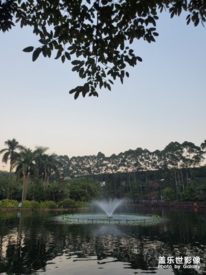 綠樹湖光