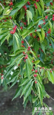 一點(diǎn)紅！