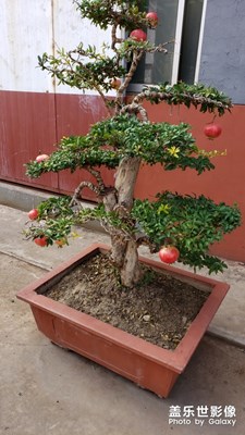 【享拍一刻】+盆景