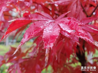 楓葉??楓葉