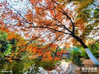 沙市中山公園紅葉