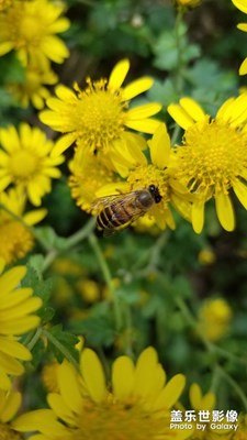 野菊花。。。。。。。