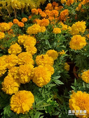 再來(lái)一組菊花哈